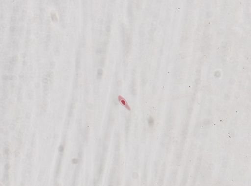 Paramecium woodruffi