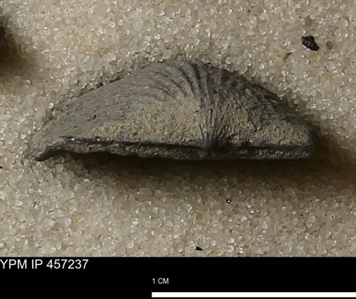 Stropheodonta erratica fissicosta