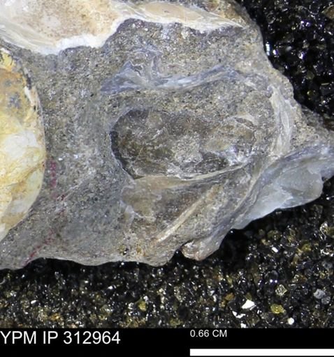 undet. Bivalvia