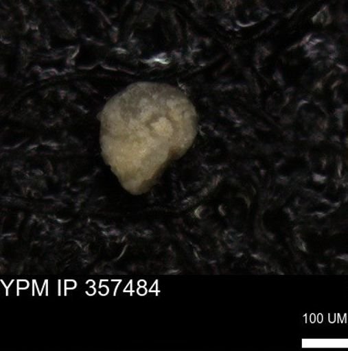 undet. Foraminiferida