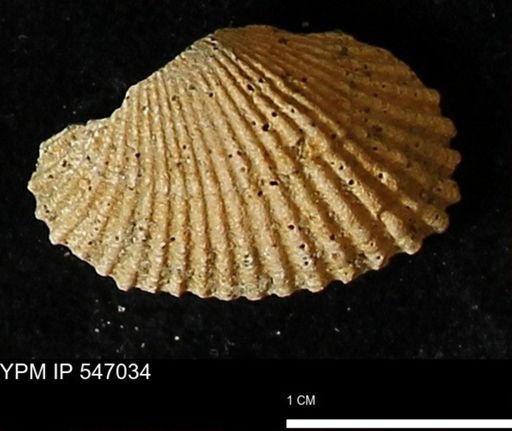 Scapharca transversa
