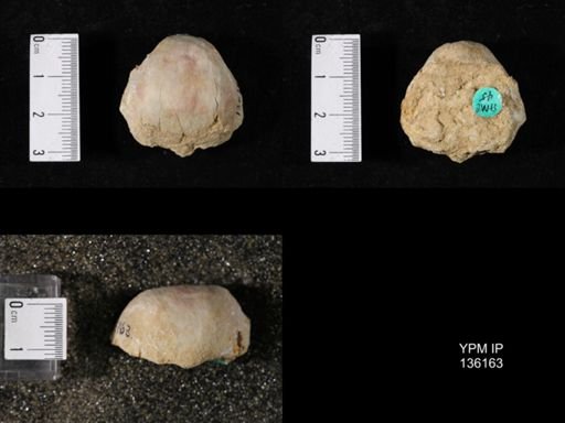 Productus (Linoproductus) lineatus