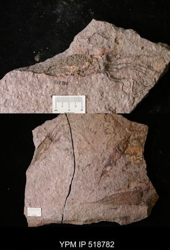 Ascocystites sp.
