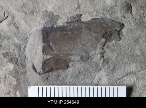 Eurypterida
