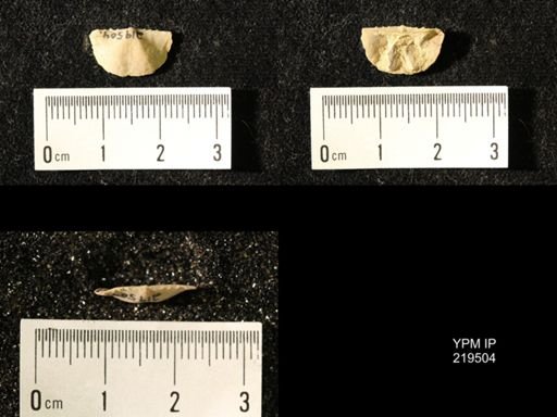 Chonetes granulifer