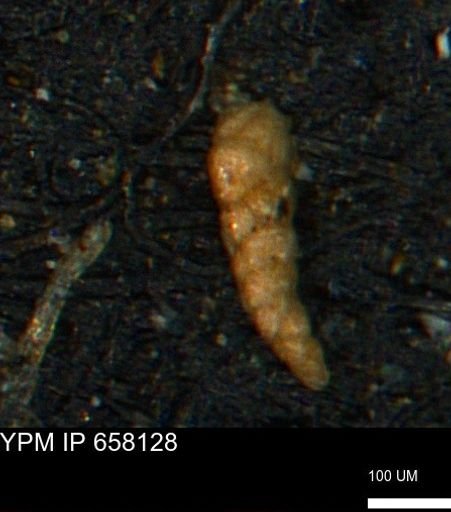 Verneuilinoides kansasensis