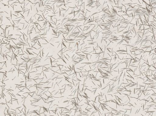 Halichondria (Eumastia) sp.