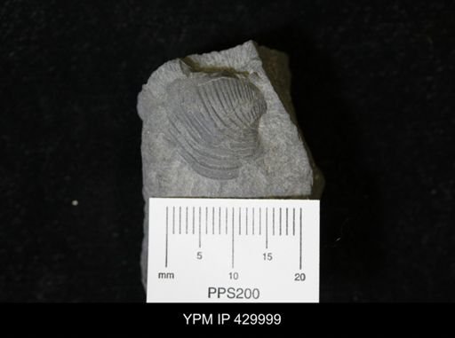 Grammysioidea arcuata