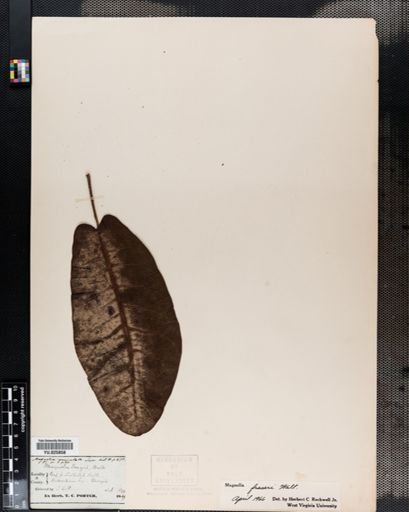 Magnolia fraseri
