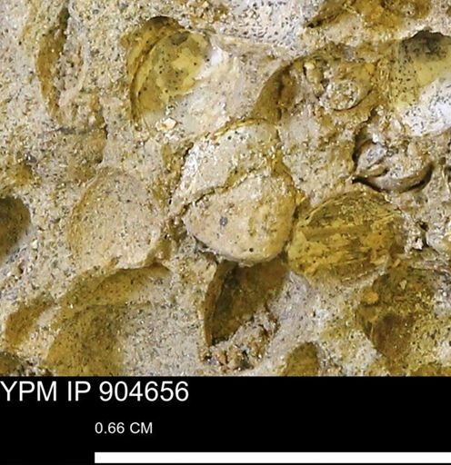 undet. Bivalvia