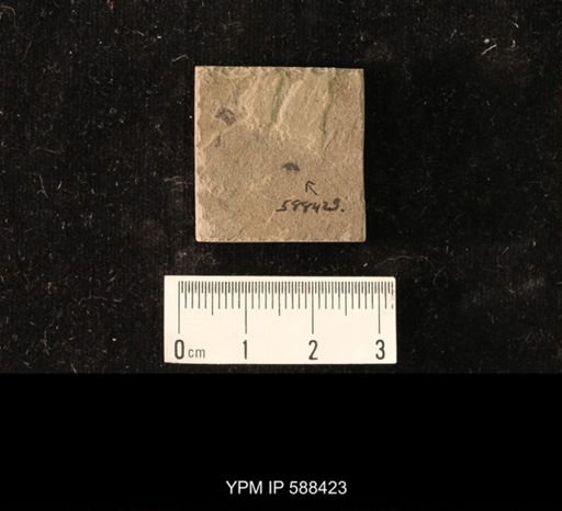 undet. Diptera