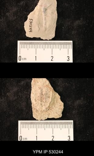 Elrathia kingi