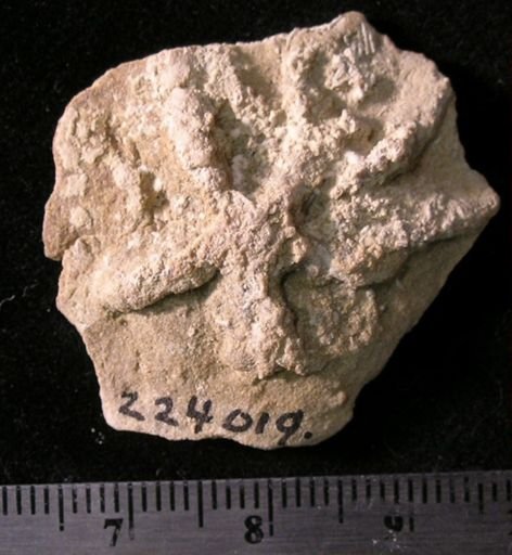 Asteriacites lumbricalis