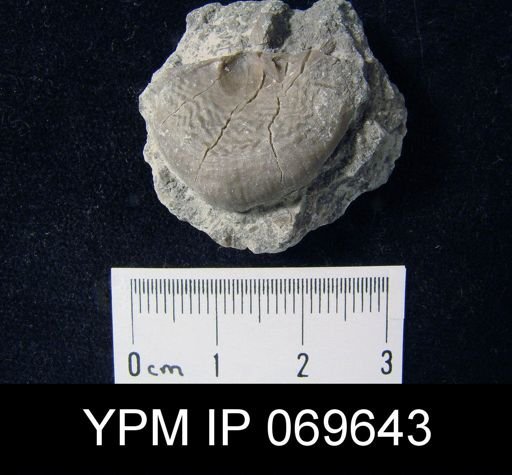 Strophomena hecuba