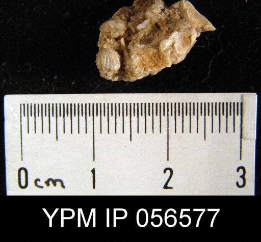 Anoplotheca concava