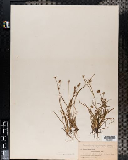 Juncus
