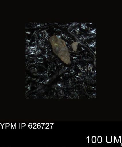 undet. Foraminiferida