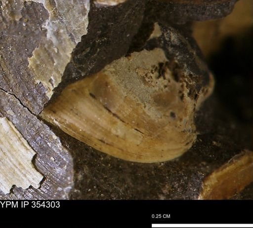 undet. Bivalvia