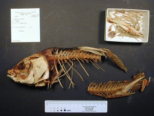 Cyprinus carpio