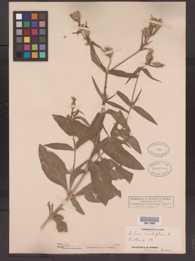 Silene noctiflora