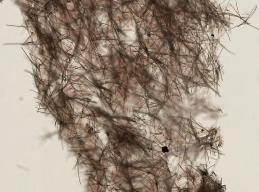 Coelosphaera (Coelosphaera) sp.