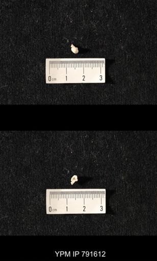 undet. Brachiopoda