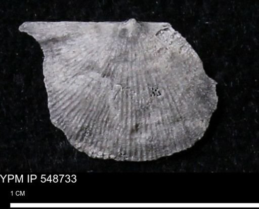 Stropheodonta perplana