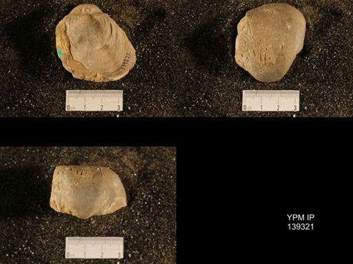 Productus (Linoproductus) lineatus