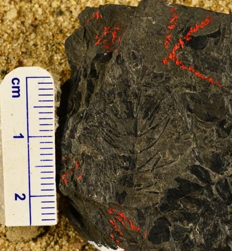 Asterophyllites sp.