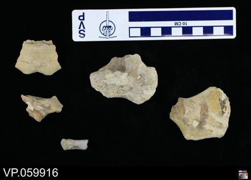 undet. Toxochelyidae
