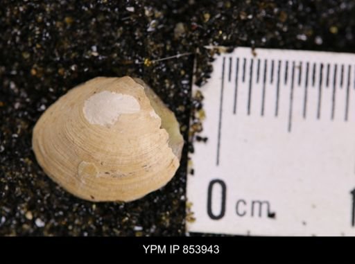 Limopsis striatopunctatus