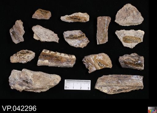 undet. Actinopterygii