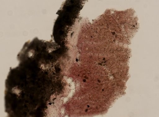 Chondrilla sp.