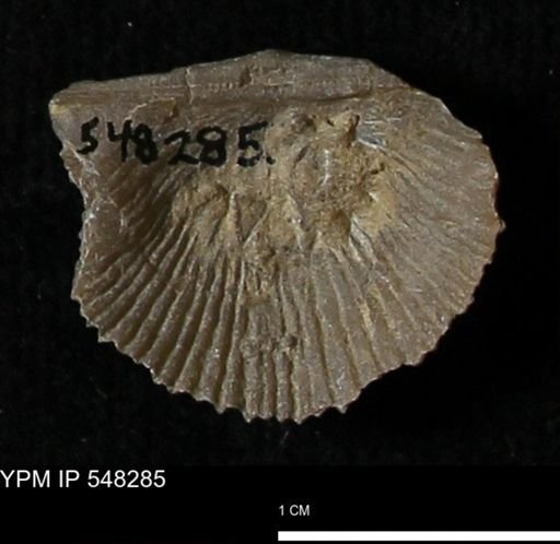 Stropheodonta sp.