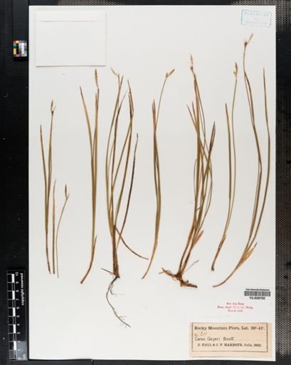 Carex geyeri