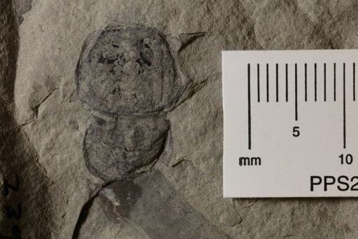 undet. Xiphosura