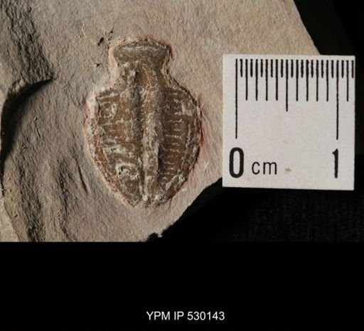 Elrathia kingi