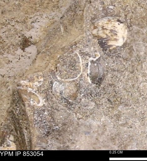 Limopsis striatopunctatus