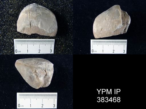 Plethorhyncha barrandi
