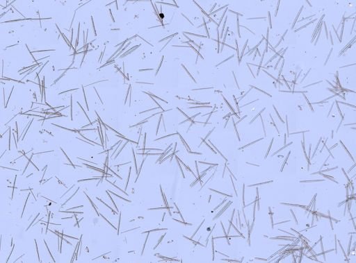 Myxilla incrustans