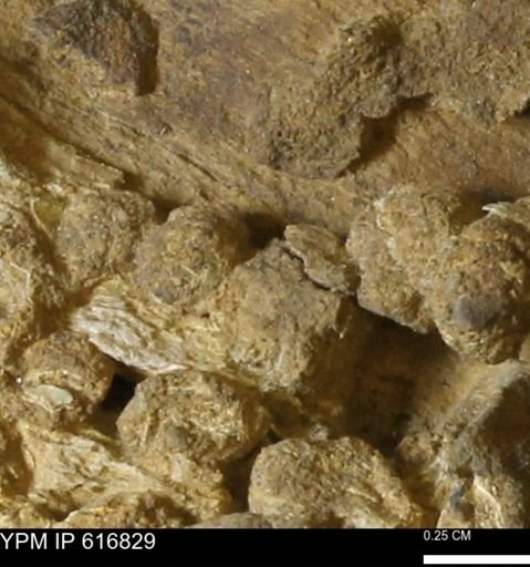 Teredo sp.
