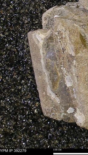 Baculites sp.