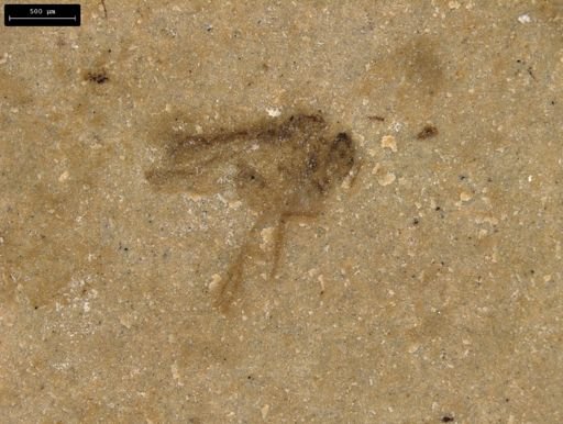 taxon undetermined