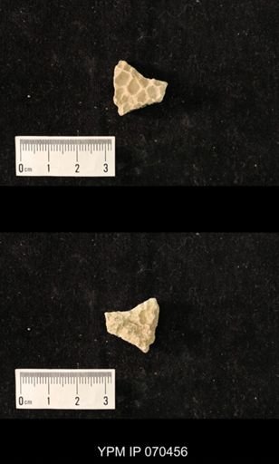 Favosites brownsportensis