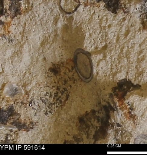 Serpulidae