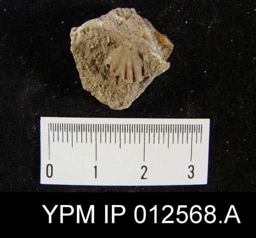 Pugnoides bidentatus