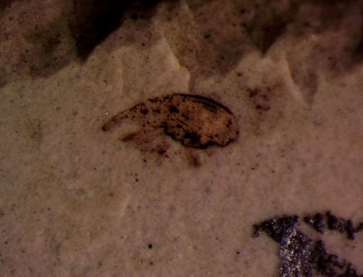 undet. Curculionidae