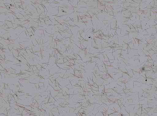 Haliclona