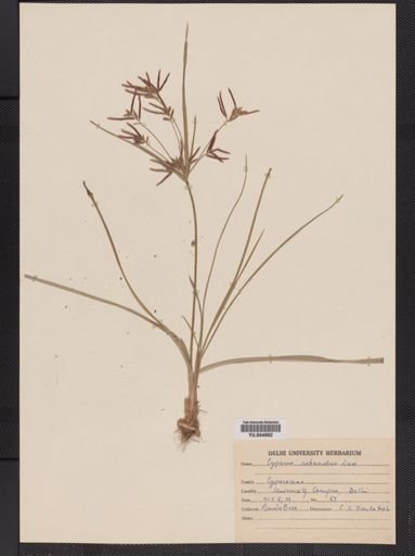 Cyperus rotundus
