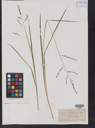 Panicum longifolium